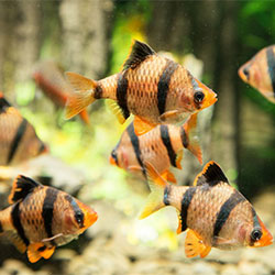 How To Set Up A Quarantine Tank For Tropical Fish